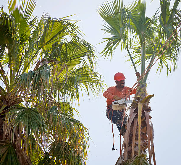 Best Tree Pruning Services  in Jacksonville, OR